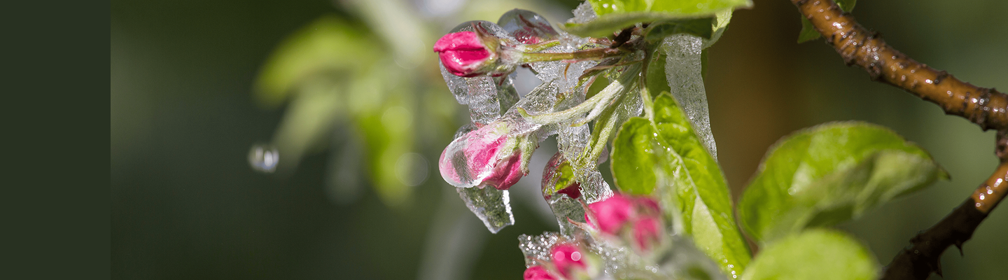 Irrigation field and pond